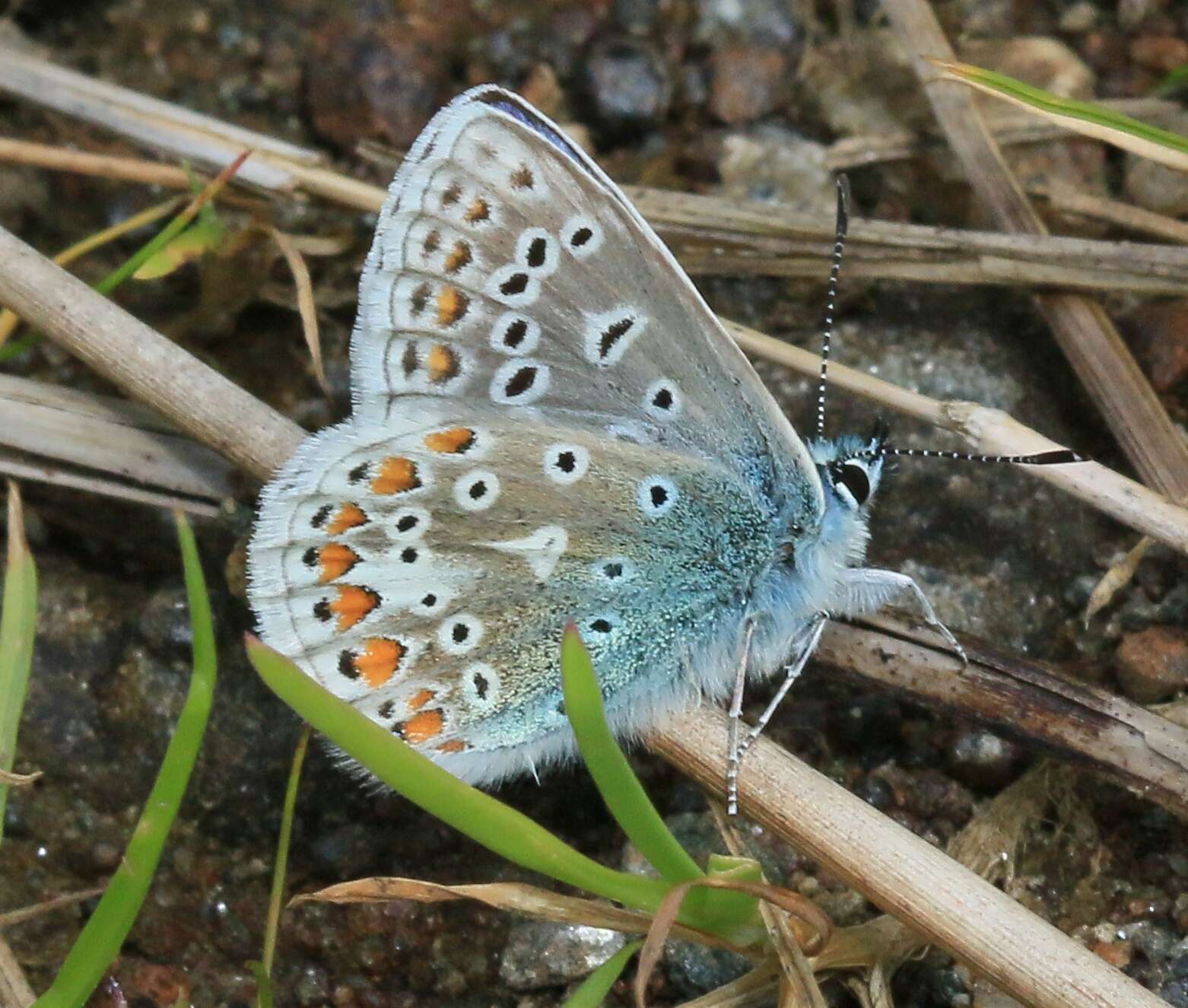 Image of common blue