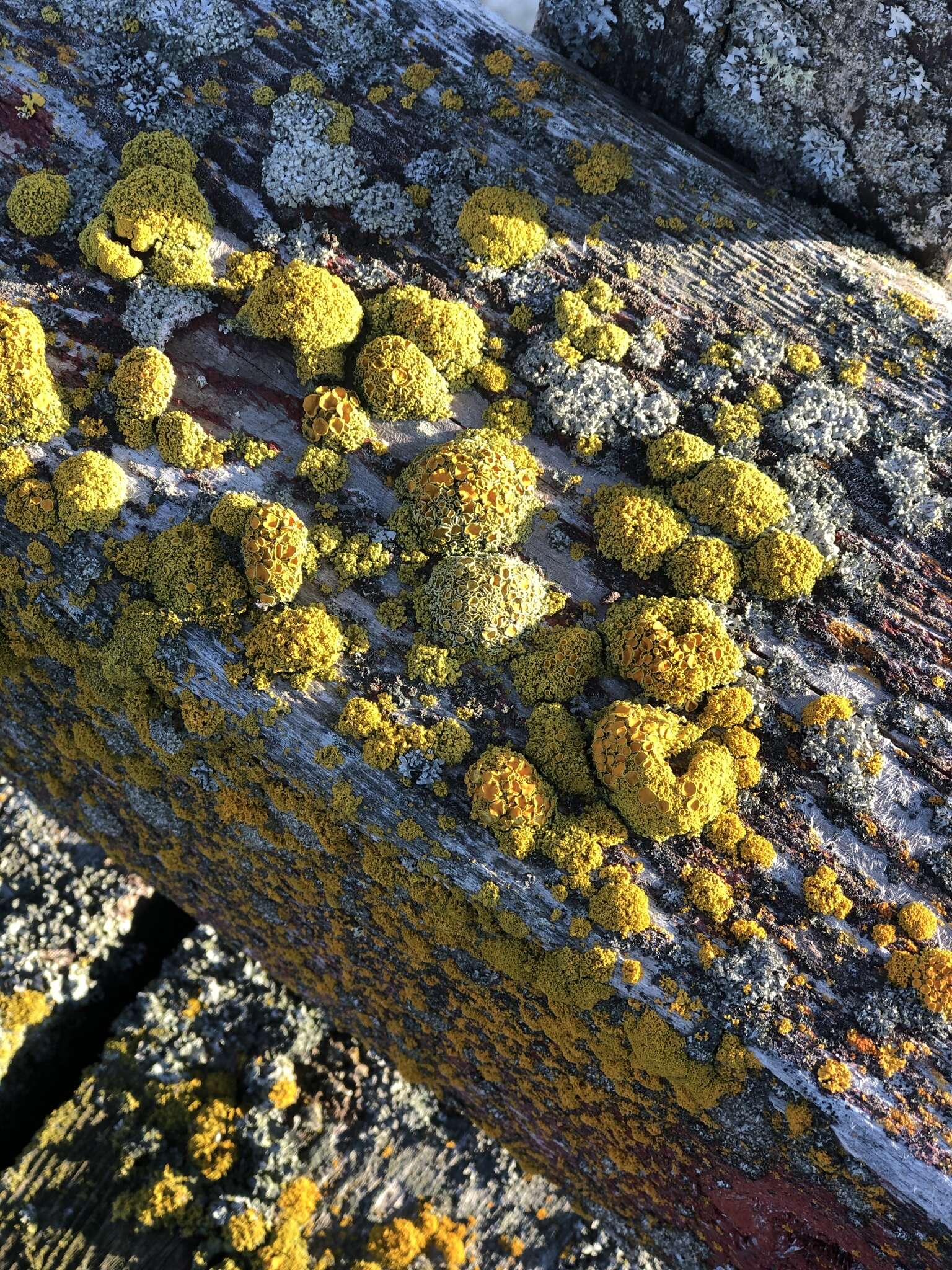 Image of orange wall lichen