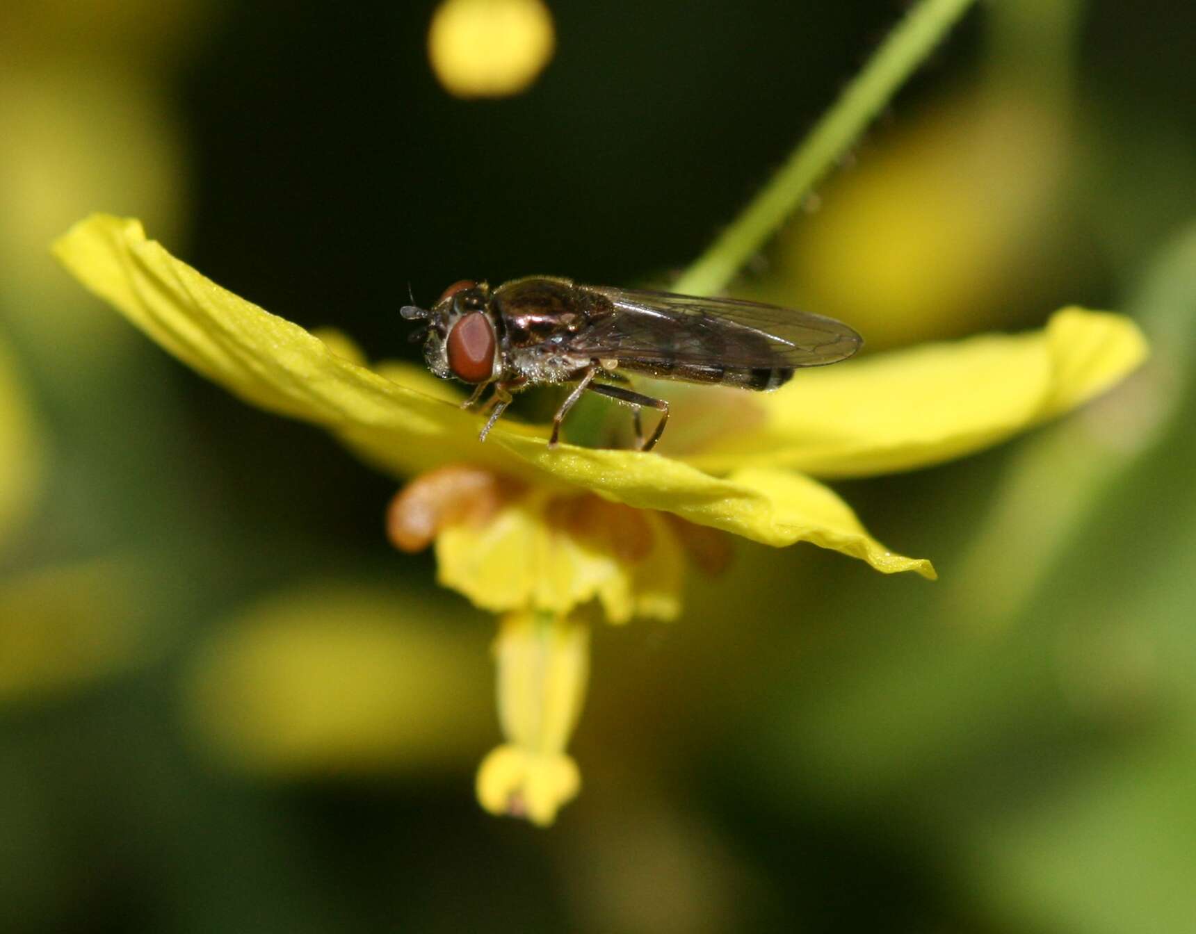 Imagem de <i>Platycheirus albimanus</i>