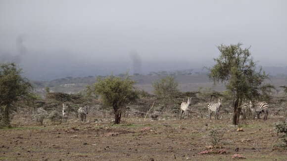 Image of zebra