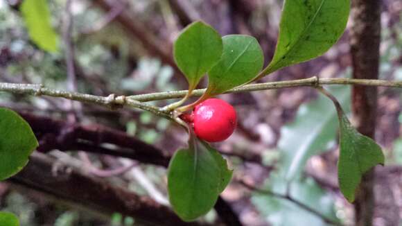 Plancia ëd Ixora reducta Drake ex Guédès