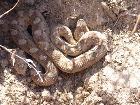 Image of Burton's Carpet Viper