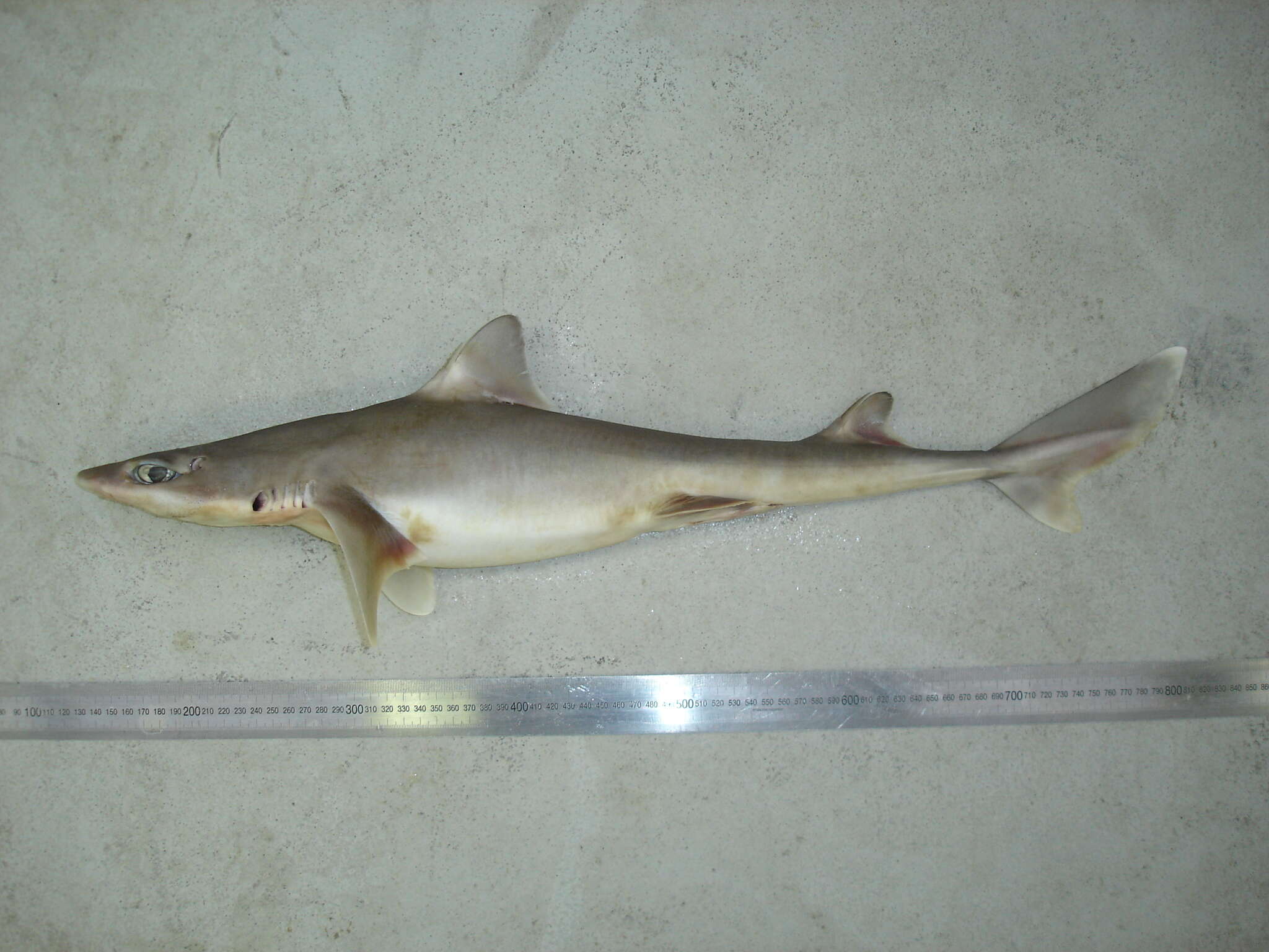 Image of Green-eyed dogfish