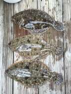 Image of Flounder