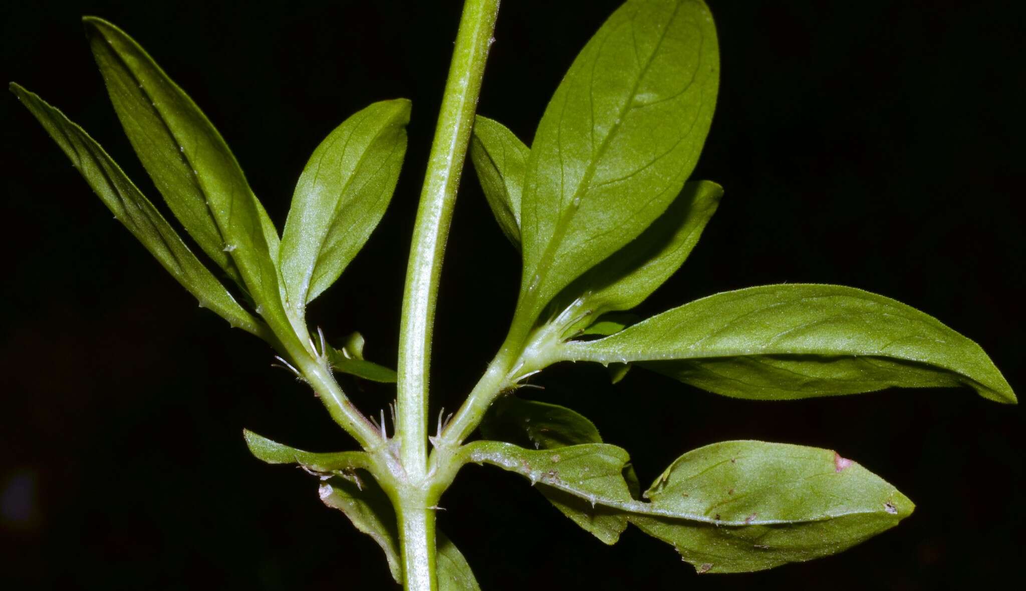 Image of Smooth False Buttonweed