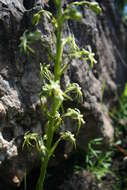 Image of Habenaria galpinii Bolus