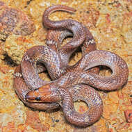 Image of Common Wolf Snake