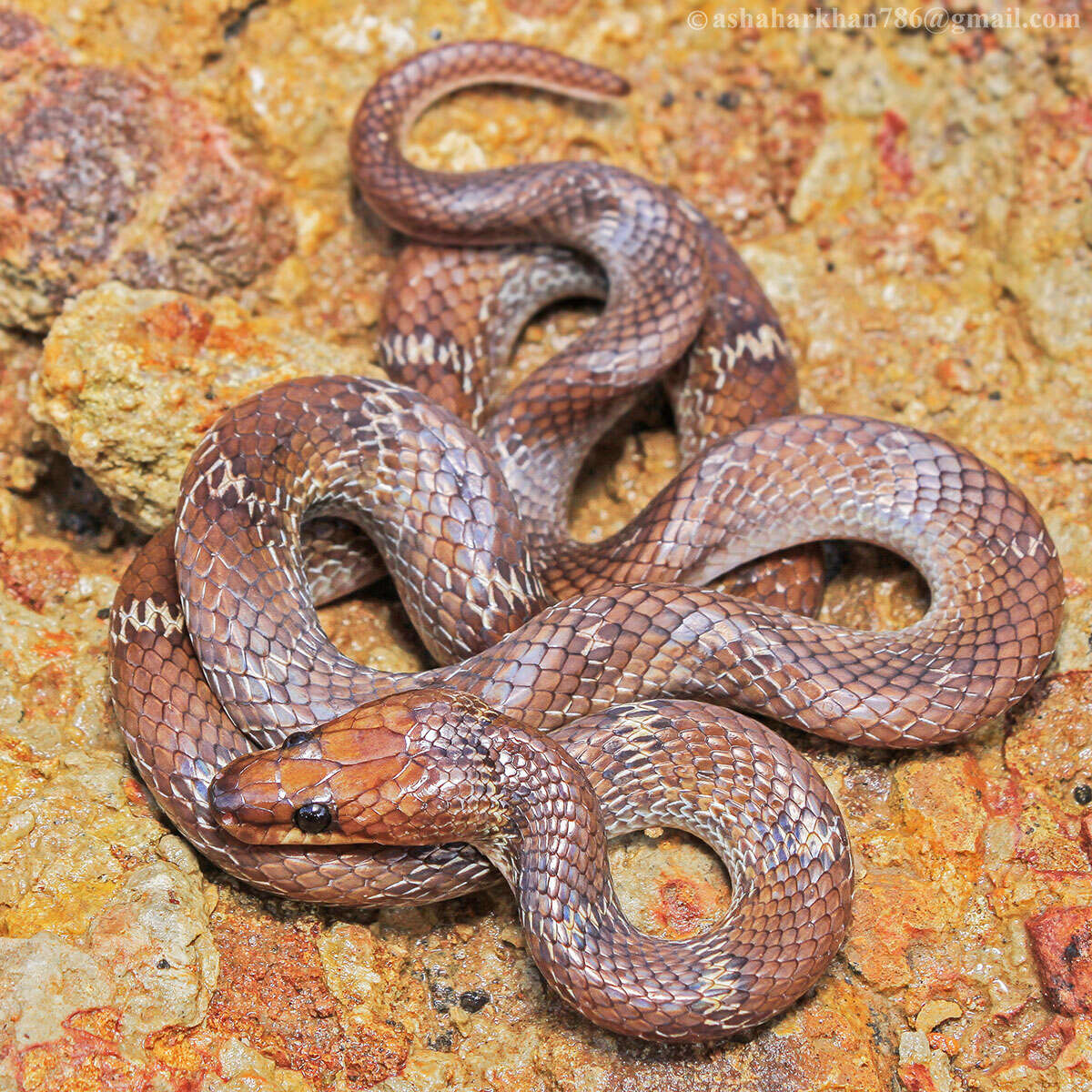 Image of Common Wolf Snake