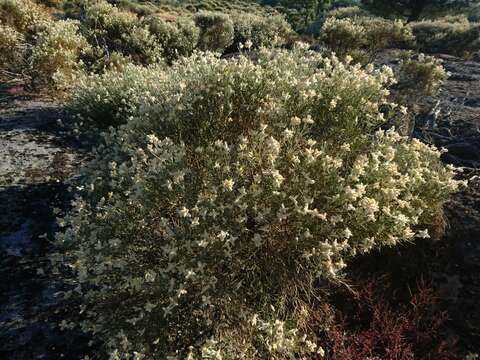 Image de Echinospartum ibericum