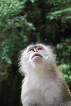 Image of Long-tailed Macaque