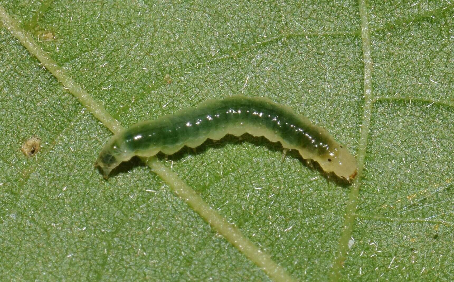 Plancia ëd Haritalodes polycymalis (Hampson 1912)