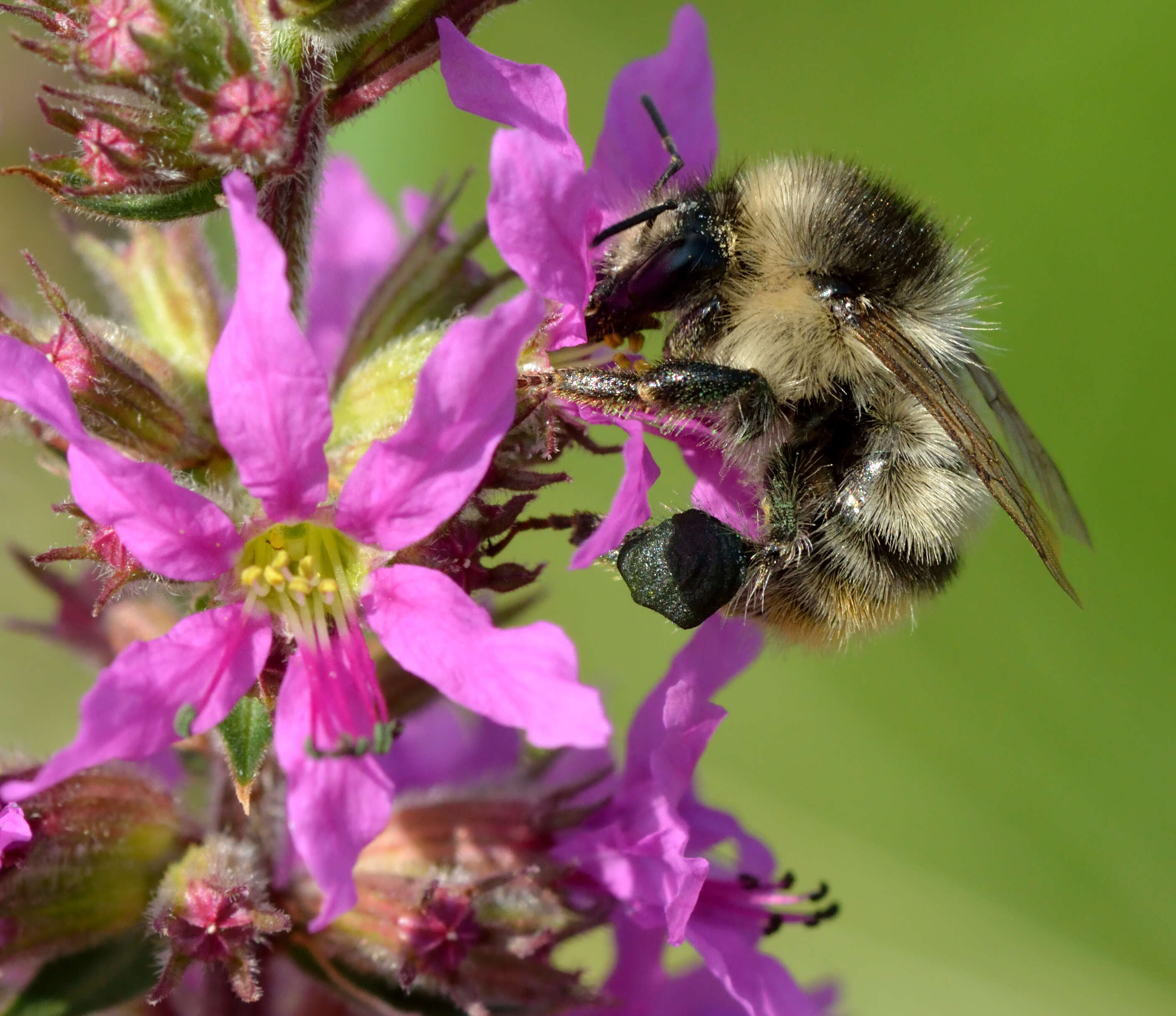 Image of Shrill carder bee