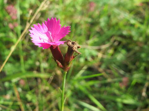 Image of carthusian pink