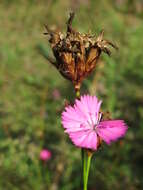 Image of carthusian pink