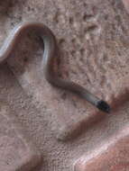 Image of Southwestern Blackhead Snake