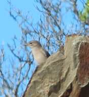 Image of Karoo Chat