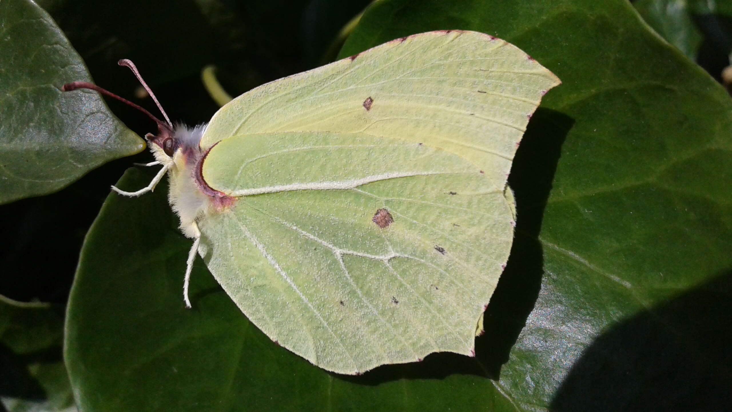 Image of brimstone