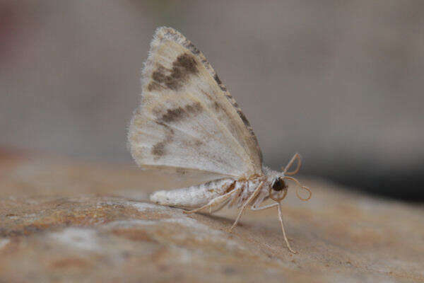 صورة Charissa variegata Duponchel 1830