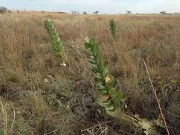 Image of broadleaf milkweed