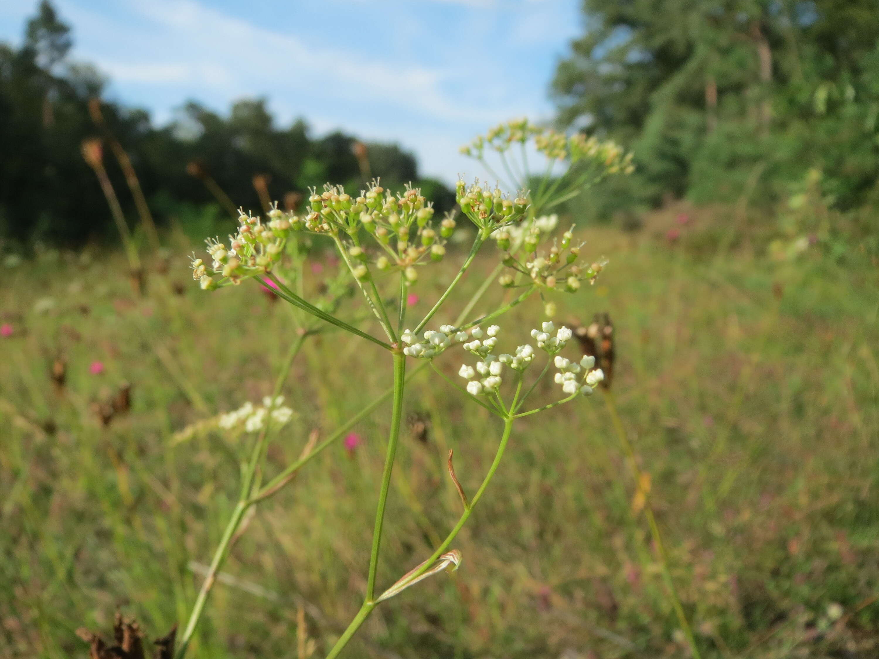 Imagem de Pimpinella saxifraga L.