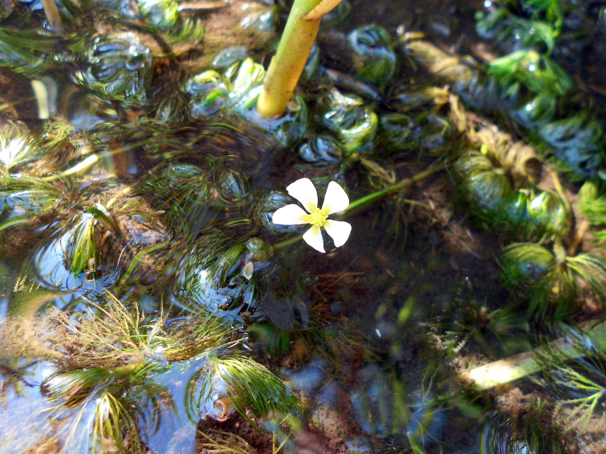 Слика од Ranunculus trichophyllus Chaix