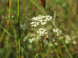 Image of burnet saxifrage