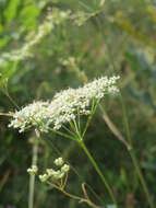 Image of burnet saxifrage