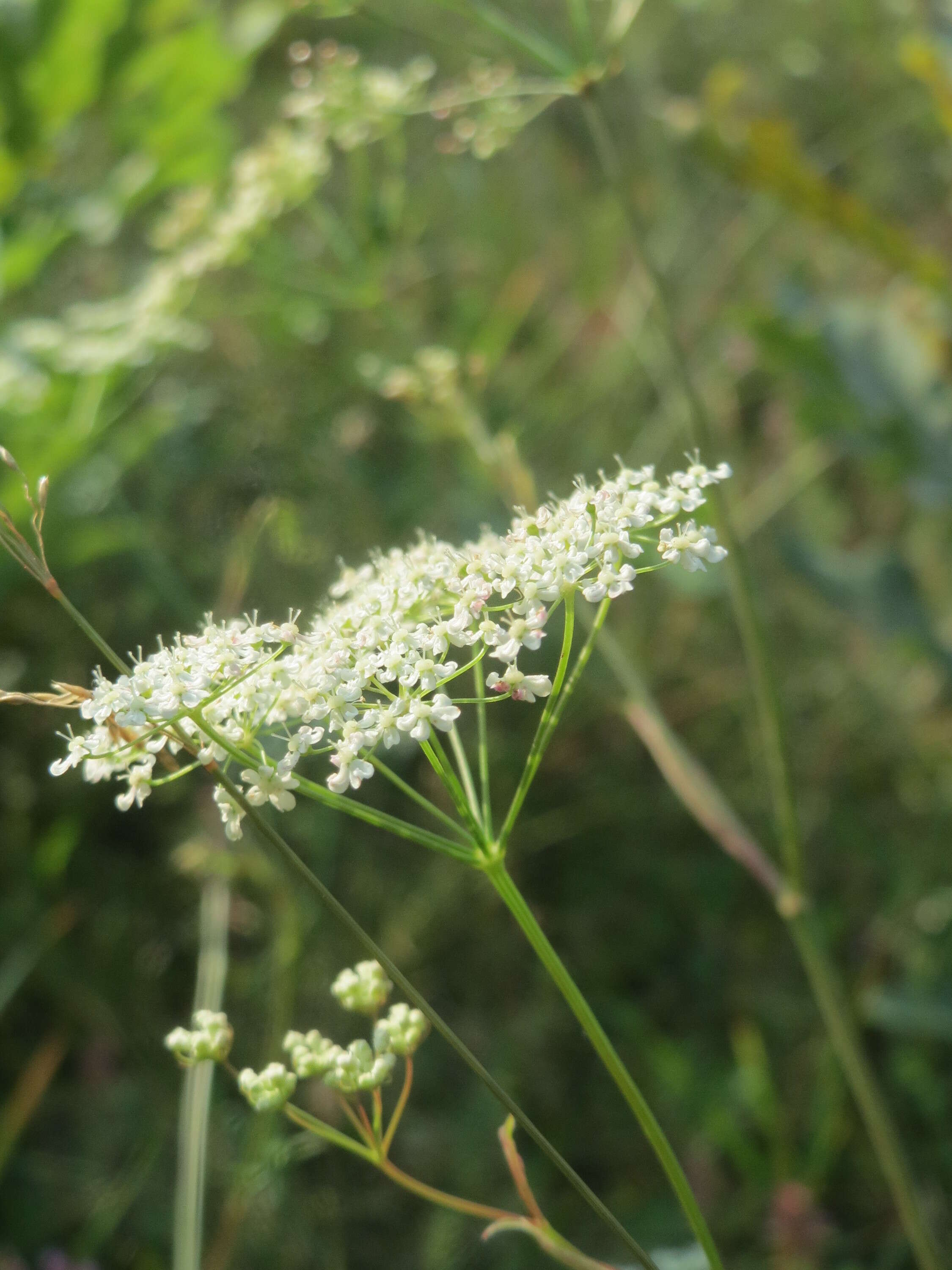 Imagem de Pimpinella saxifraga L.