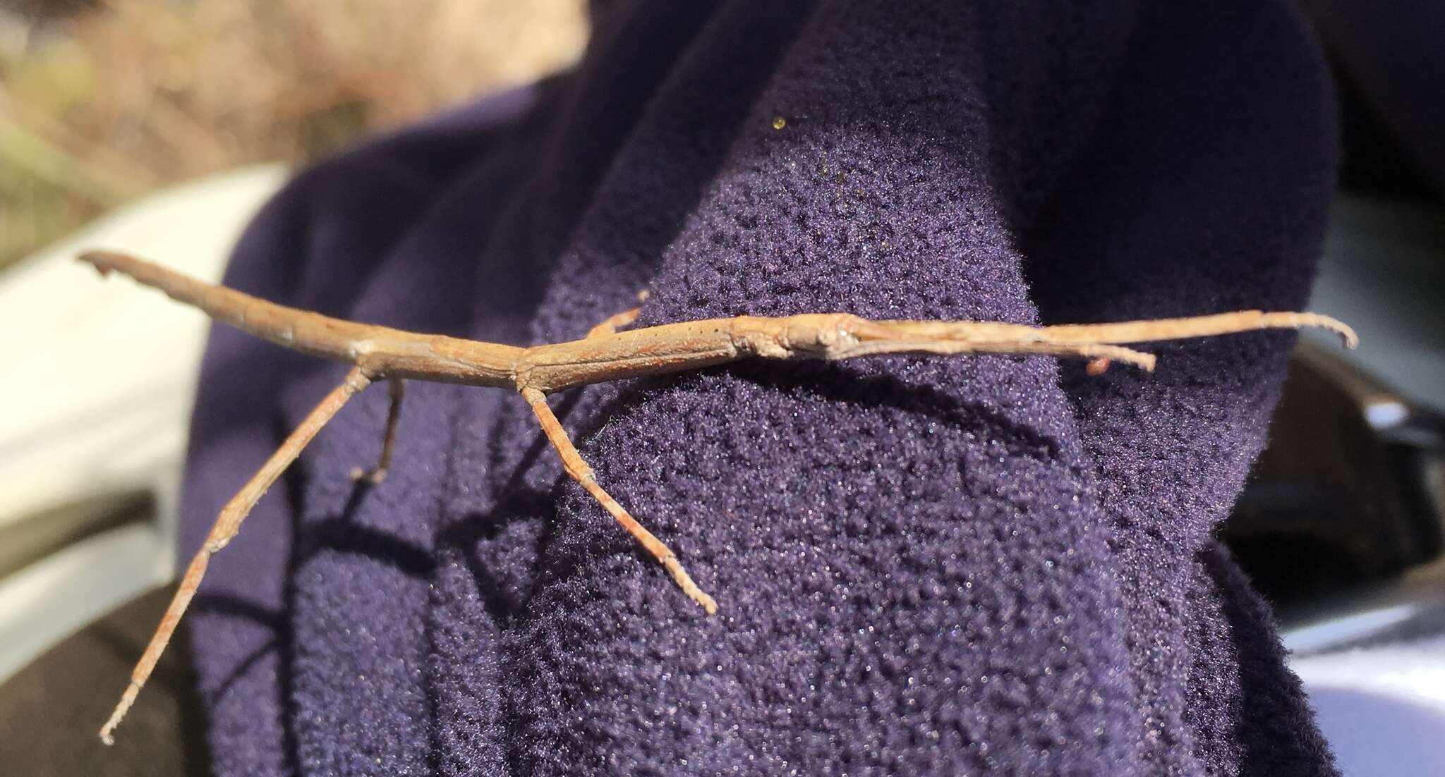 Image of Achrioptera impennis Redtenbacher 1908