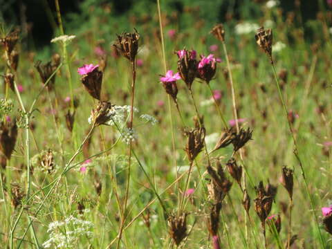 Image of carthusian pink