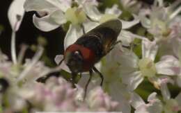 Image of Chrysogaster cemiteriorum (Linnaeus 1758)