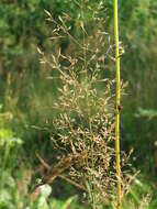 Image of Colonial bent(grass)