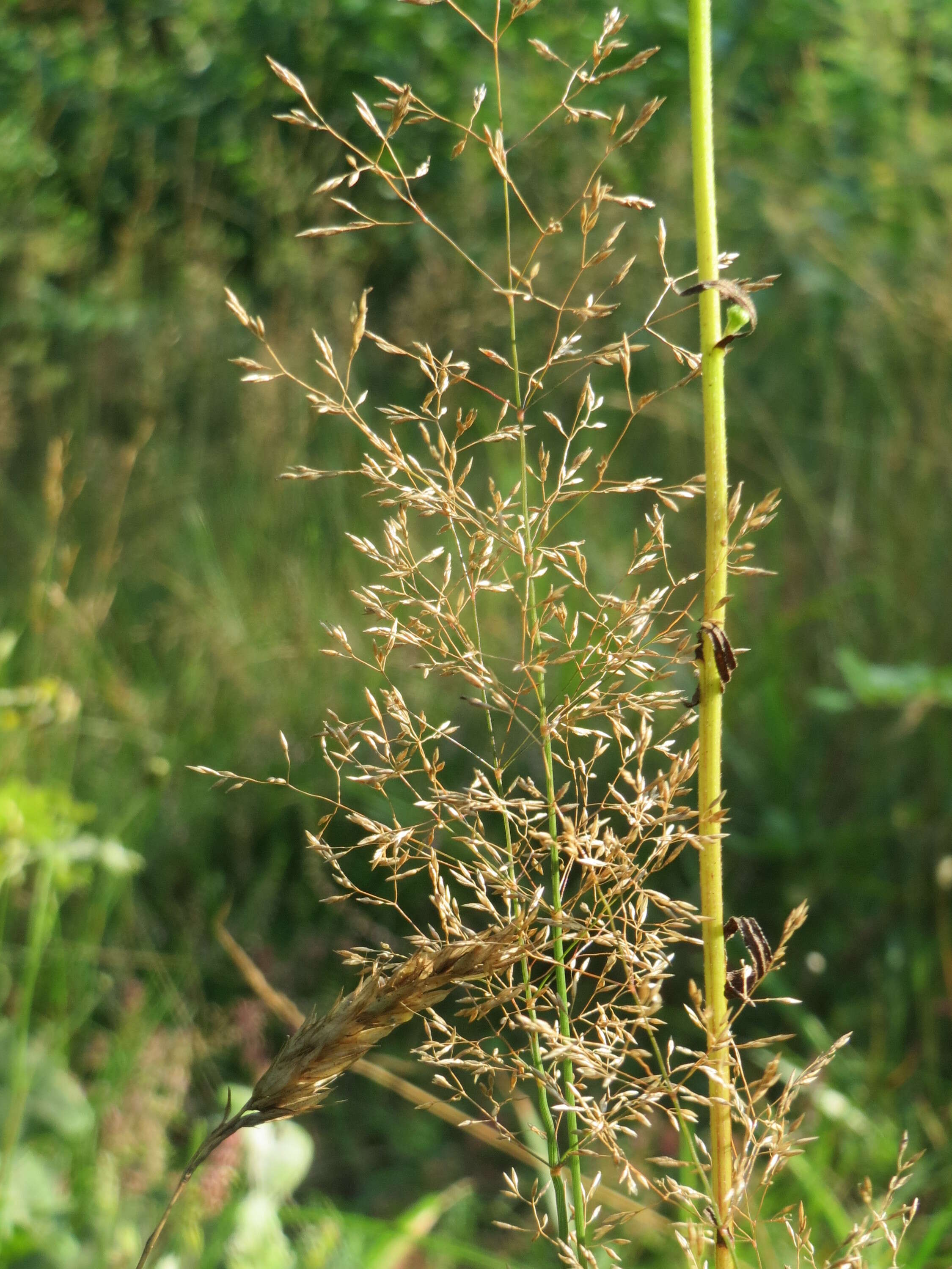 Image de Agrostis commun