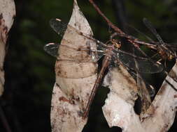 Image of Telephlebia brevicauda Tillyard 1916