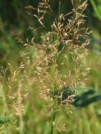 Image of Colonial bent(grass)