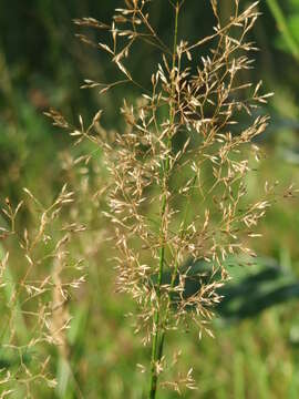 Imagem de Agrostis capillaris L.