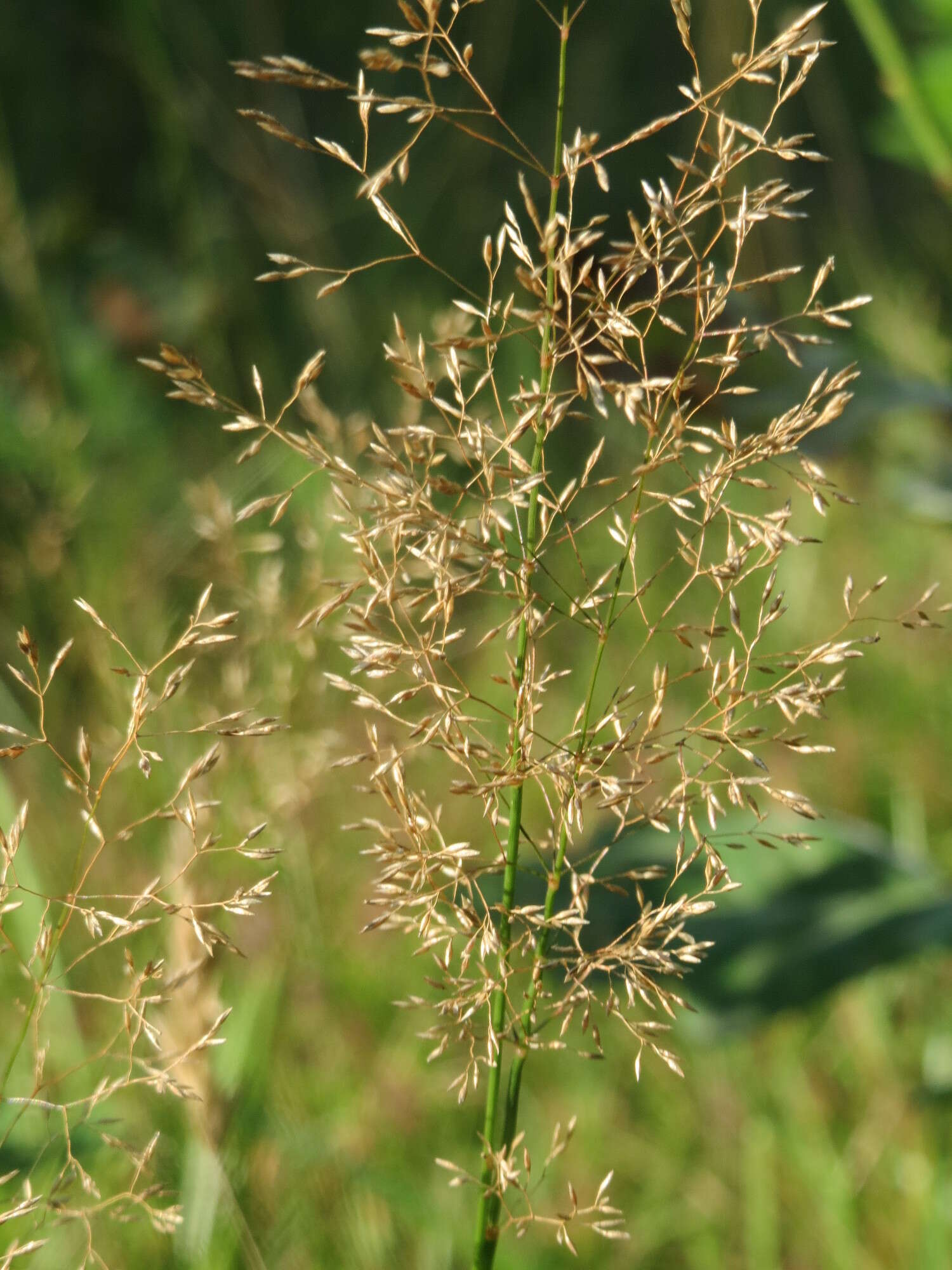 Image of Colonial bent(grass)