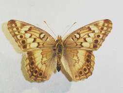 Image of Variegated Fritillary