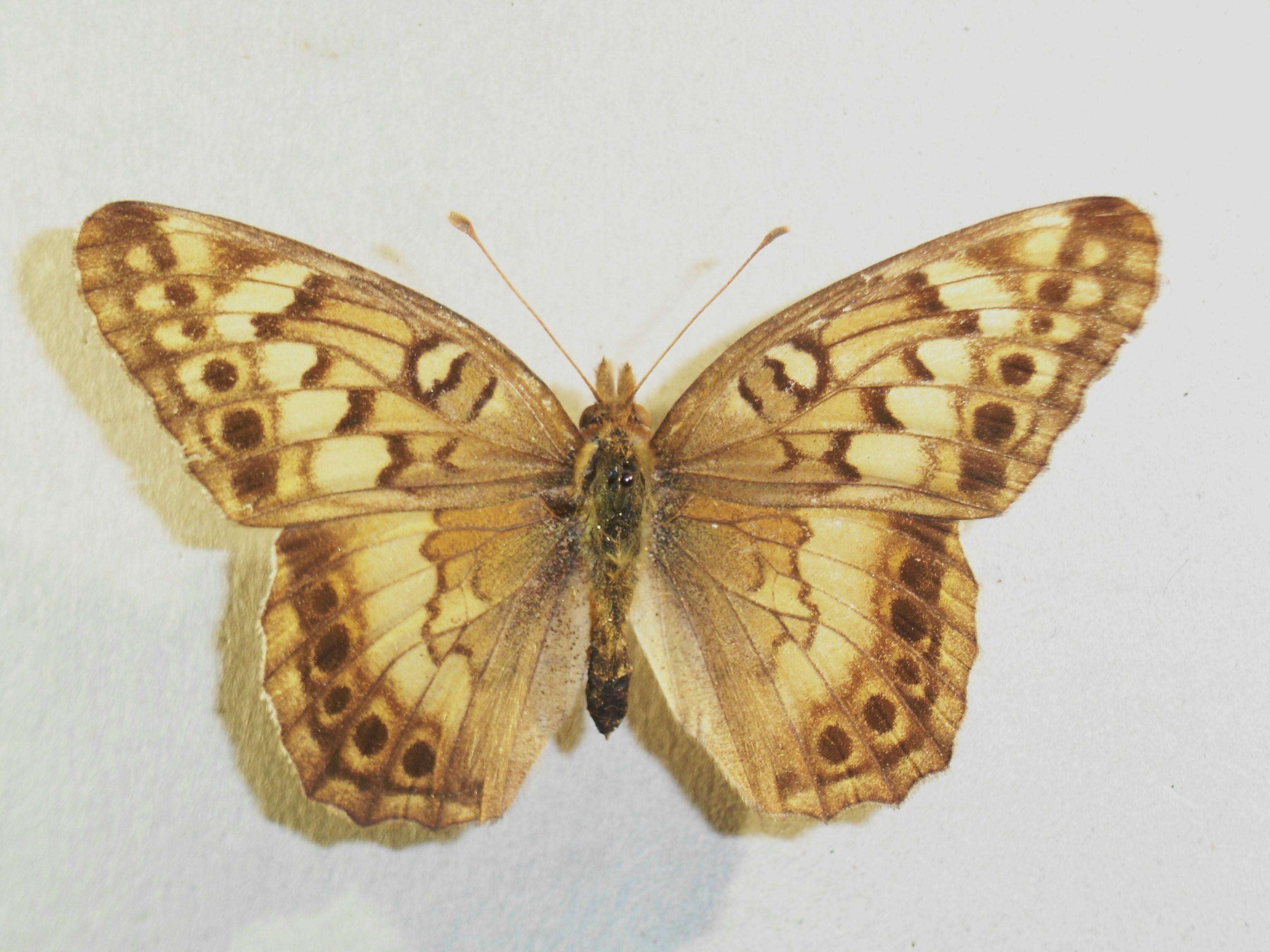 Image of Variegated Fritillary