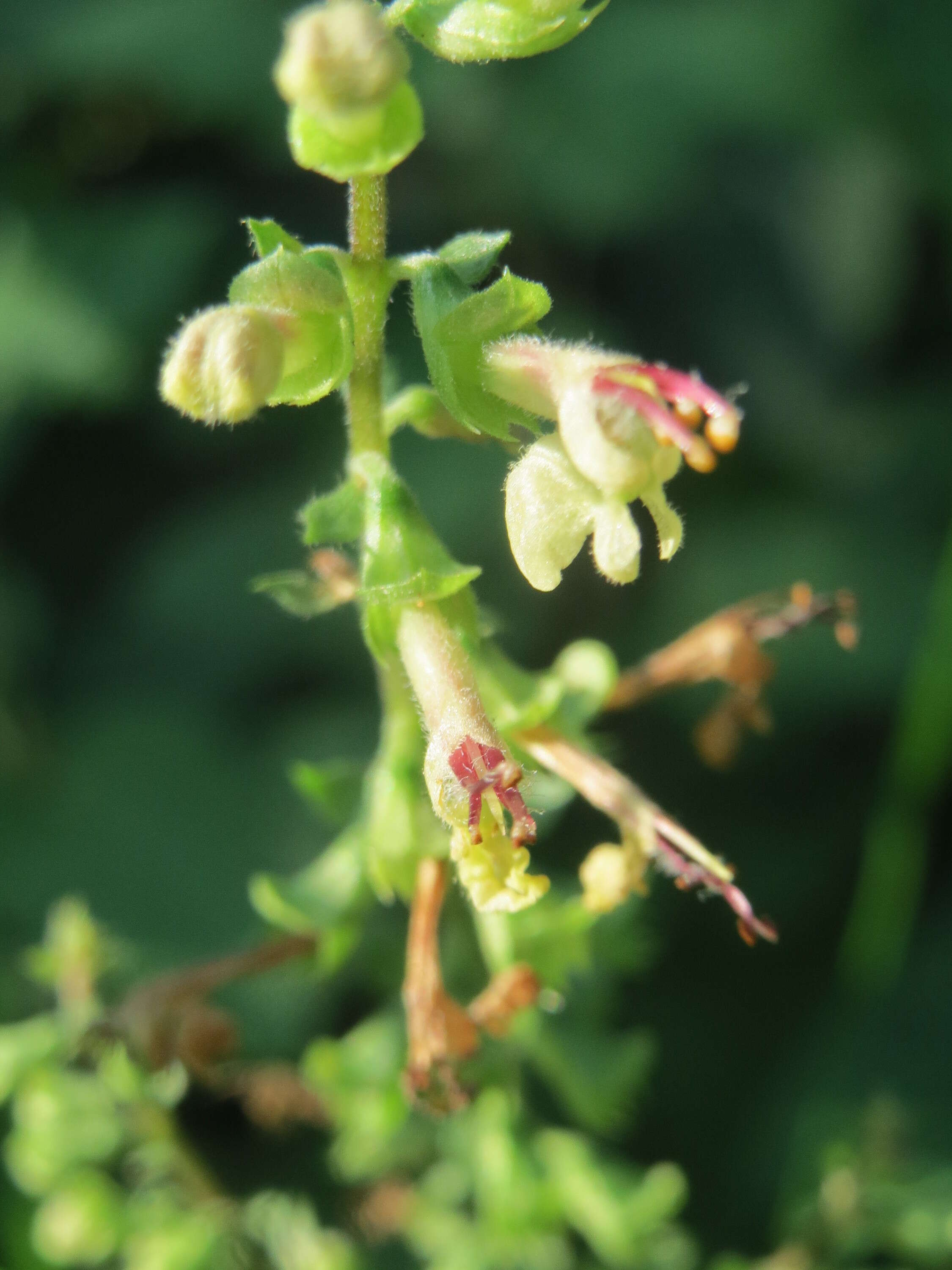 Слика од Teucrium scorodonia L.