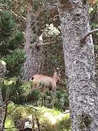 Image of Abruzzo Chamois