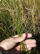 Image of Gulf Coast Spike-Rush