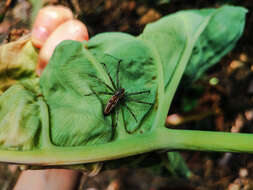 Image of Peucetia rubrolineata Keyserling 1877