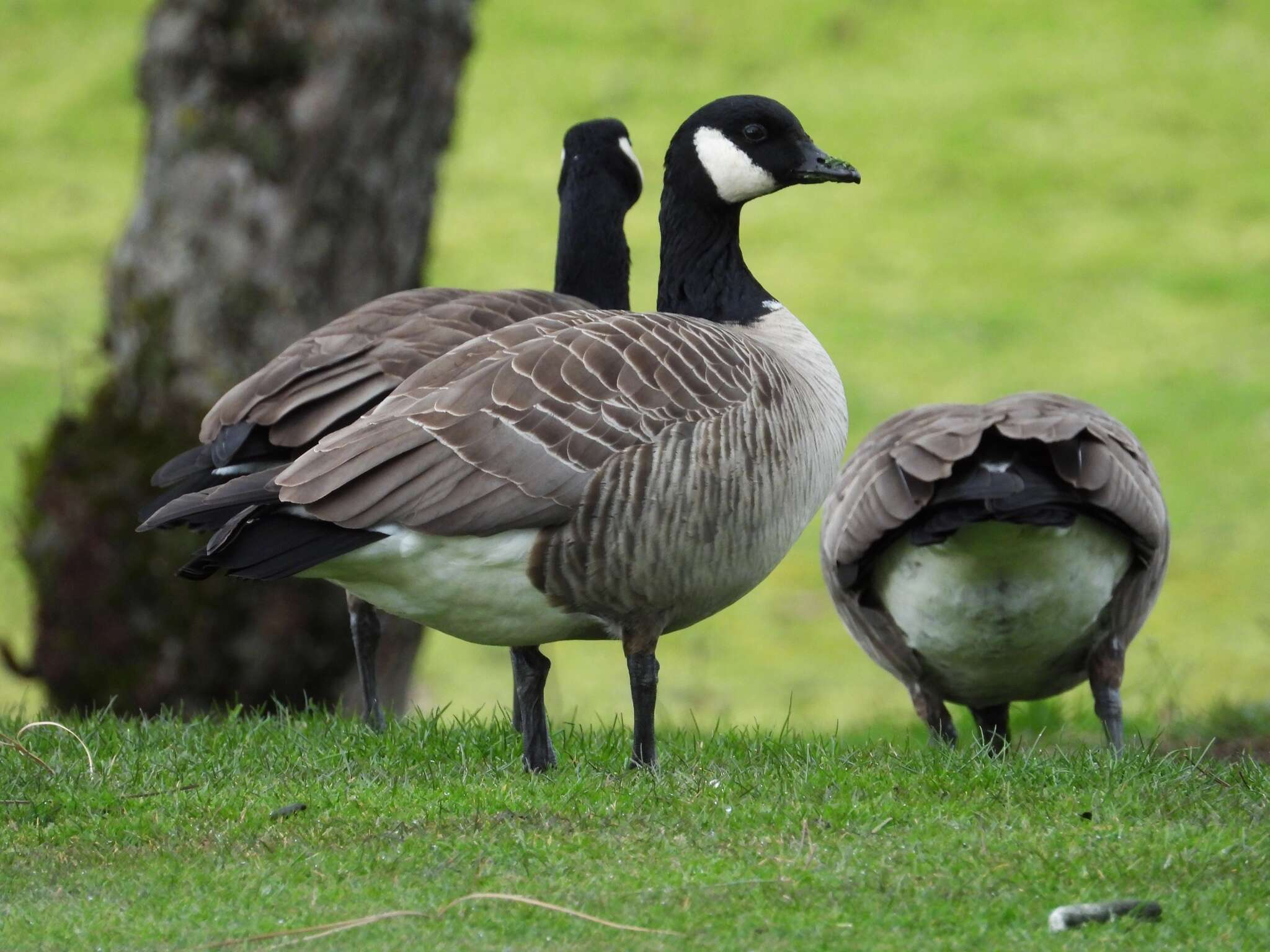 Image of Branta hutchinsii taverneri Delacour 1951