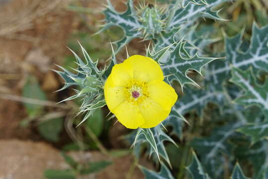 Image of Mexican pricklypoppy