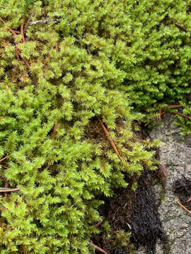 Image of elongate racomitrium moss