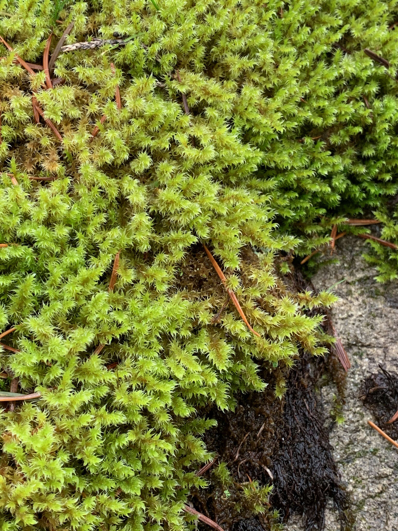 Plancia ëd Racomitrium elongatum Ehrhart ex Frisvoll 1983