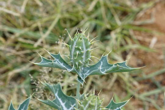 Image of Mexican pricklypoppy