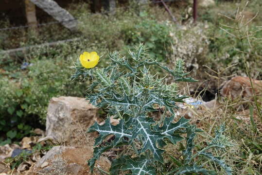 Image of Mexican pricklypoppy