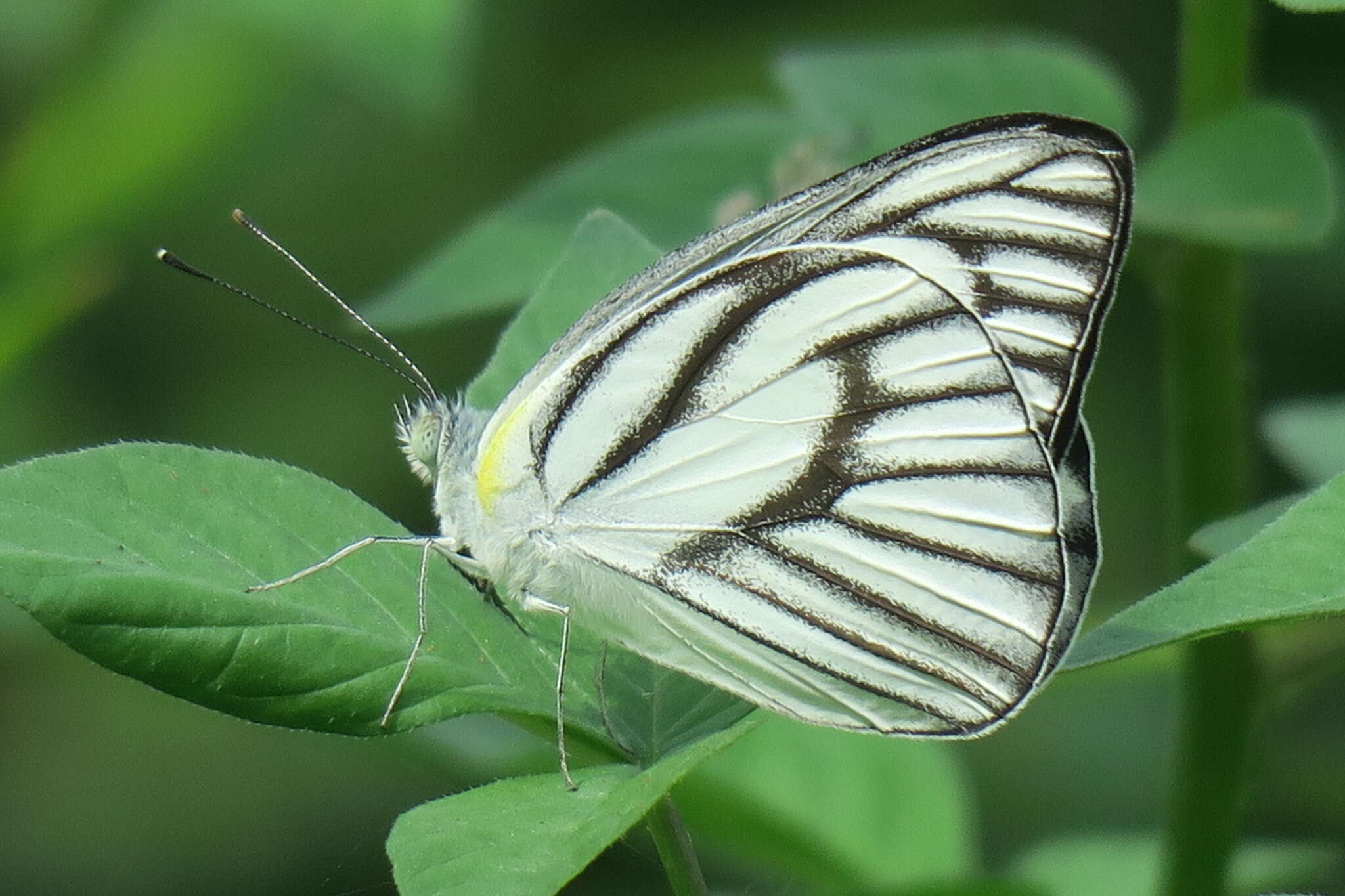 Image of Western Striped Albatross